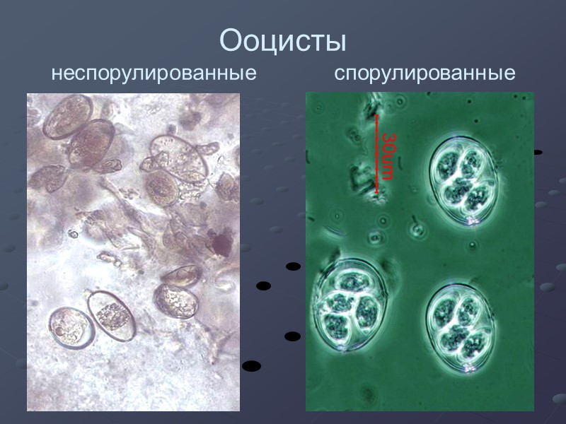Ооцисты неспорулированные  спорулированные